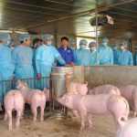 Nguồn cung thịt lợn dịp cuối năm có thể khó khăn do dịch bệnh