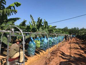 Đầu tư nông nghiệp công nghệ cao, doanh nghiệp Việt gặt hái thành công
