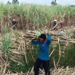 Tổng điều tra nông thôn, nông nghiệp năm 2025 từ 1/7