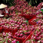 Tần suất kiểm dịch trái cây Việt Nam vào thị trường Trung Quốc phụ thuộc mức độ nguy cơ dịch hại