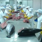 Xuất khẩu cá ngừ tăng trưởng ấn tượng nhờ EVFTA