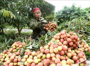 Kết nối, xúc tiến tiêu thụ vải thiều Thanh Hà