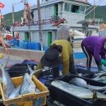 Tập trung nguồn lực, quyết liệt triển khai gỡ cảnh báo thẻ vàng IUU của EC