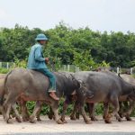 Nếu tình trạng trâu bò nhập lậu không chấm dứt, sẽ dừng nhập khẩu gia súc từ Thái Lan, Lào, Campuchia