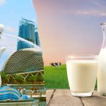 Ngành sữa cần đảm bảo tiêu chuẩn cao để thâm nhập vào thị trường Singapore